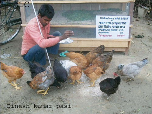Dinesh Kumar feeding his hens in his poultry farm